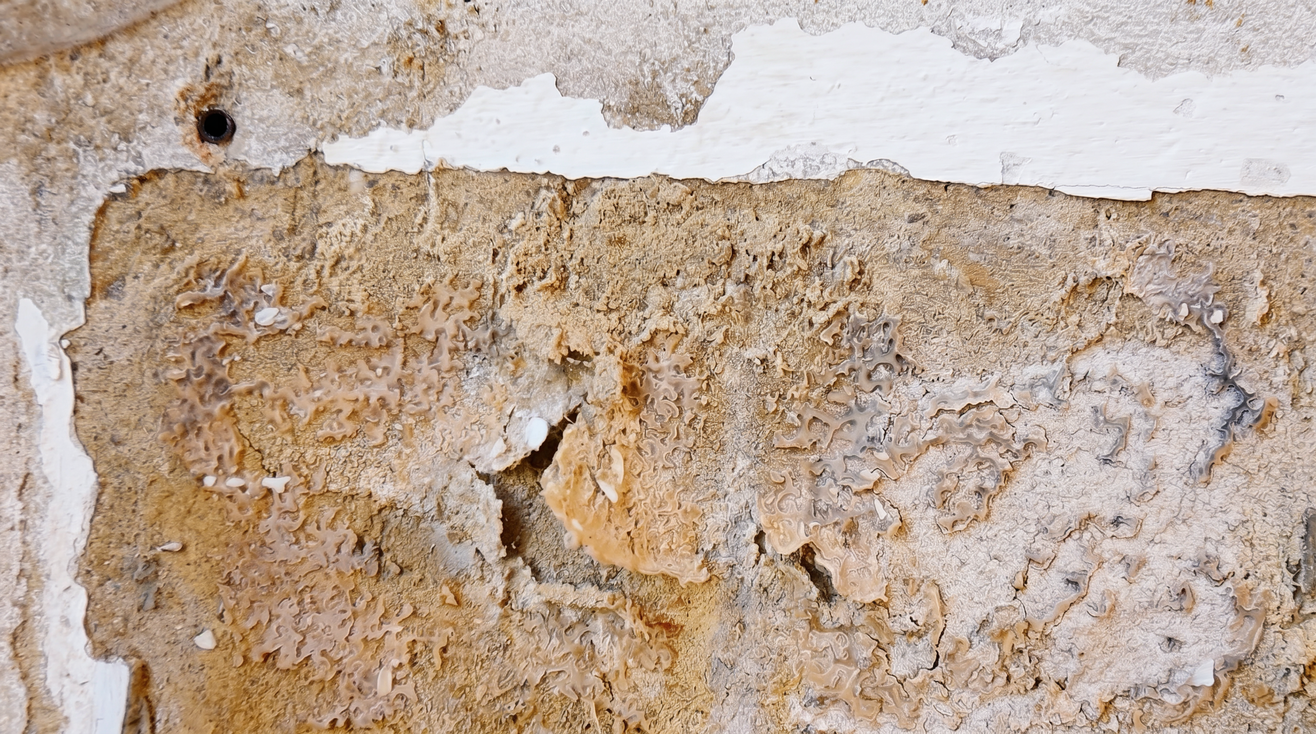 Feuchte Kellerwand mit Salzausblühungen und abblätterndem Putz